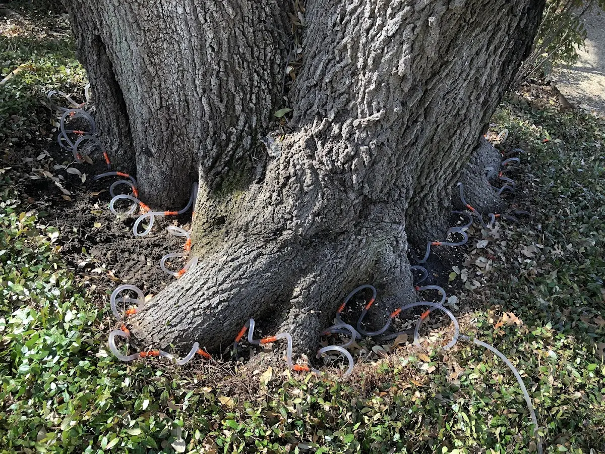 Detailed Tree Cabling and Bracing job site in Slanesville