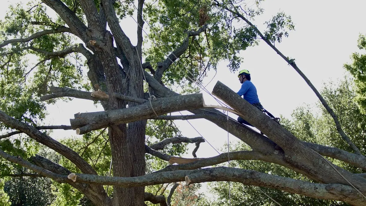 Professional Crown Thinning performed by certified arborists in Slanesville