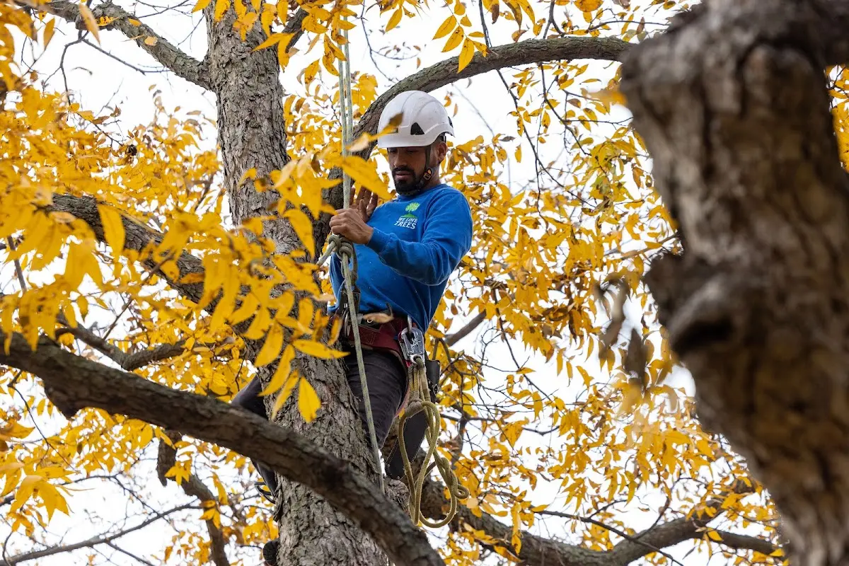 Skilled Tree Pruning crew working in Slanesville