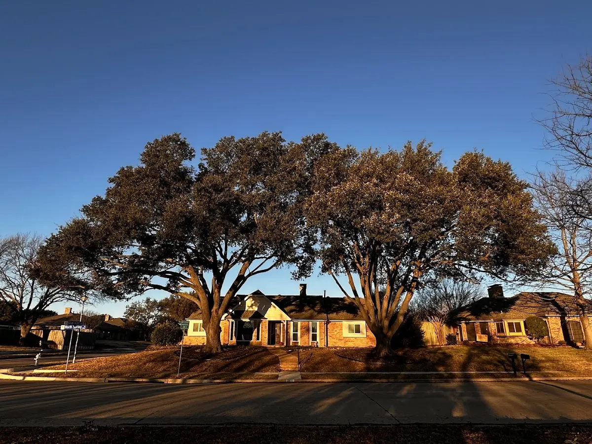 Established residential canopy tree shading a home in Slanesville